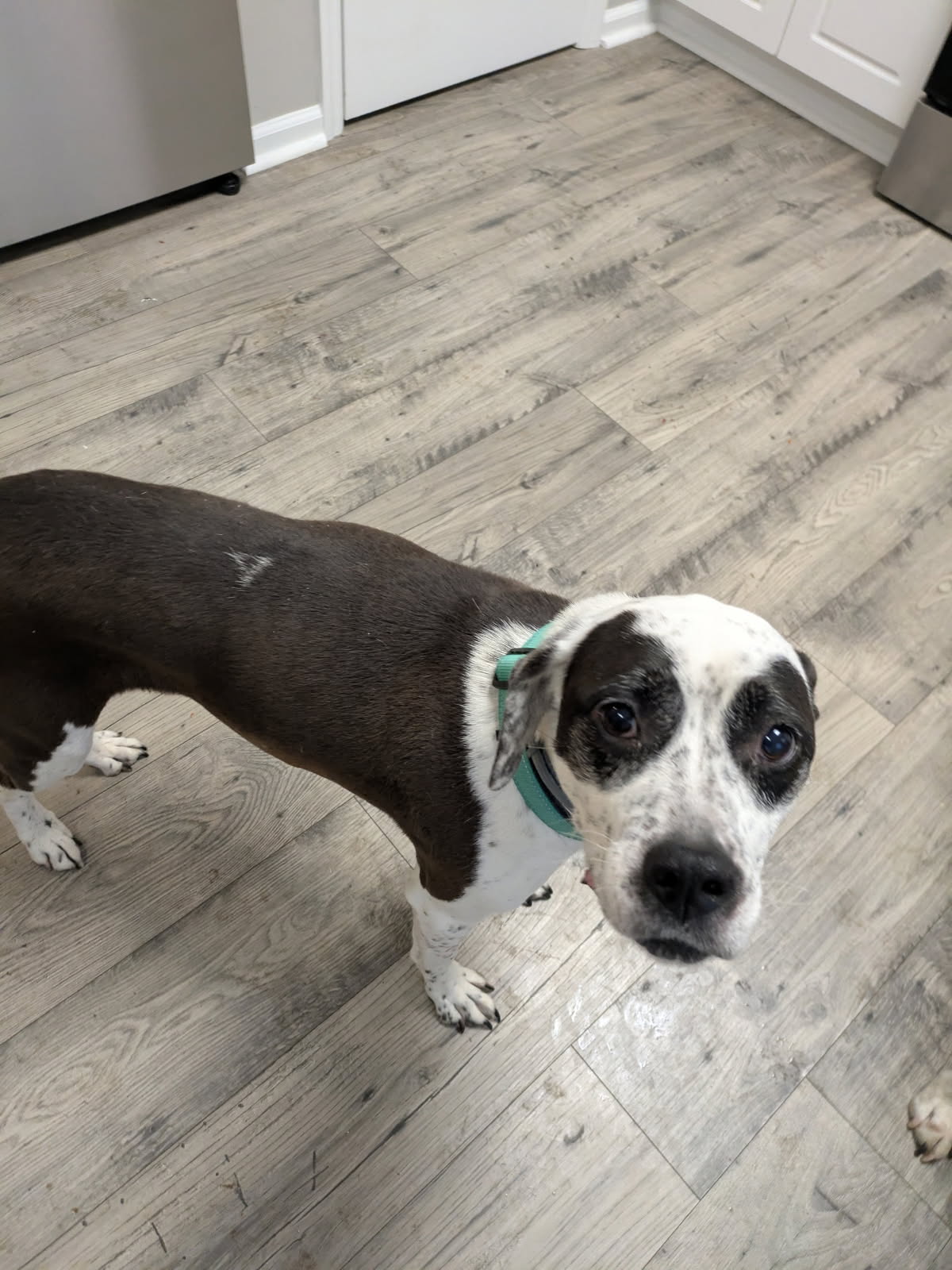 Can You Help Me Find a New Home?!?!?
